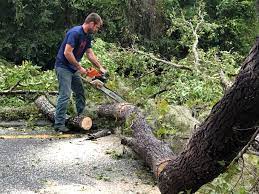 Best Commercial Tree Services  in Ardmore, TN