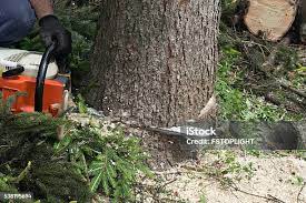 Best Storm Damage Tree Cleanup  in Ardmore, TN