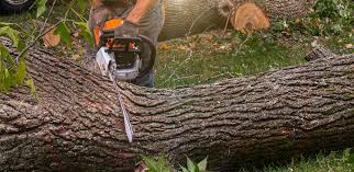 Best Hazardous Tree Removal  in Ardmore, TN