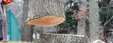 Best Tree Trimming and Pruning  in Ardmore, TN