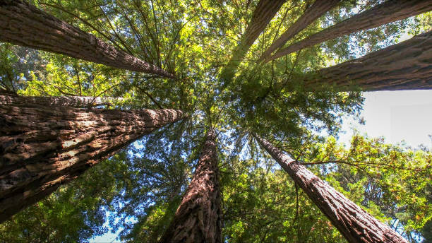 Best Tree Cabling and Bracing  in Ardmore, TN