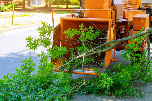 Best Grass Overseeding  in Ardmore, TN