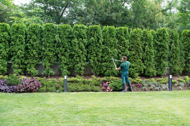 Best Tree Removal  in Ardmore, TN