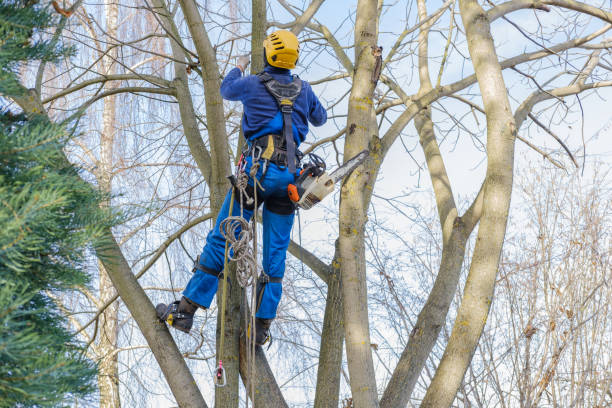 Best Lawn Maintenance Plans  in Ardmore, TN