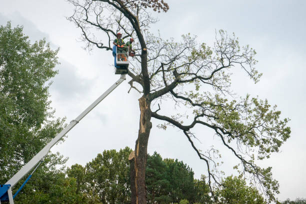 Best Tree Preservation Services  in Ardmore, TN