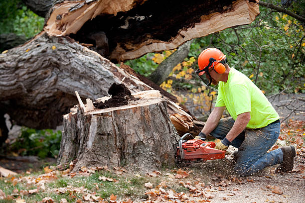 Best Tree Disease Treatment  in Ardmore, TN