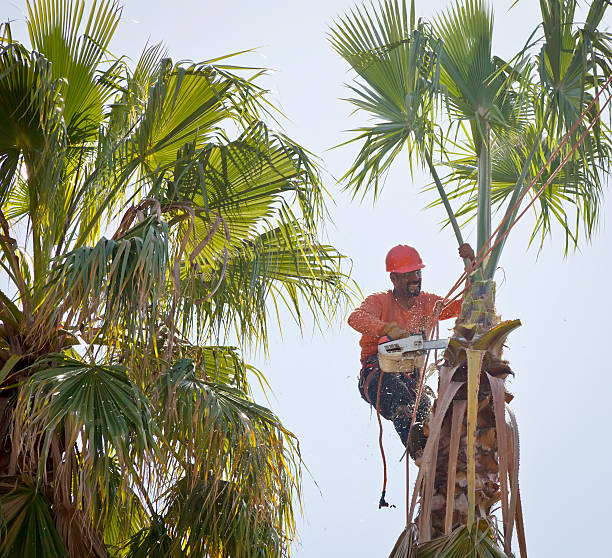  Ardmore, TN Tree Services Pros
