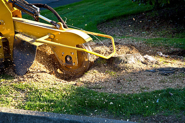 Best Tree Mulching  in Ardmore, TN