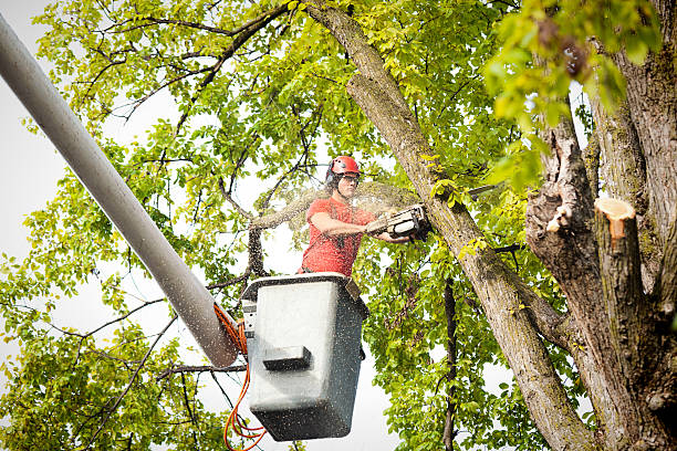 Best Tree and Shrub Care  in Ardmore, TN