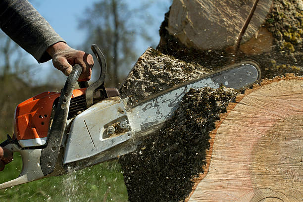 Best Tree Removal  in Ardmore, TN