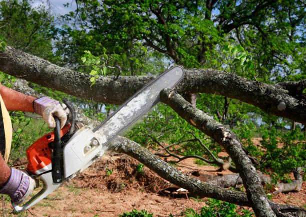 Best Lawn Watering Services  in Ardmore, TN