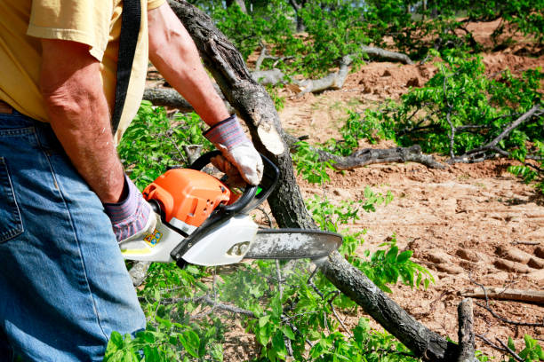 Best Leaf Removal  in Ardmore, TN